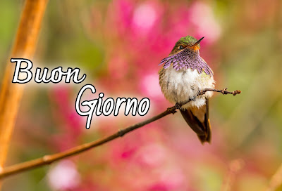 stupende nuovissimo buongiorno immagini recenti