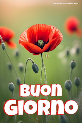 whatsapp bellissime buongiorno immagini nuove whatsapp bellissime buongiorno immagini nuove