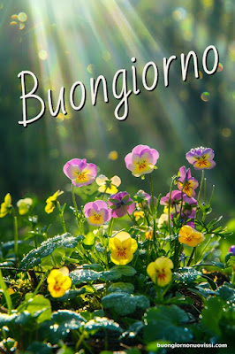 whatsapp buongiorno divertenti