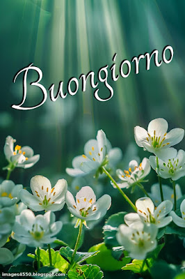 whatsapp buongiorno divertenti