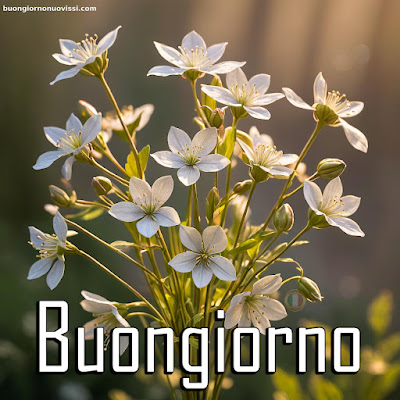 whatsapp buongiorno nuovissimi
