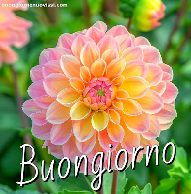 whatsapp buongiorno nuovissimi