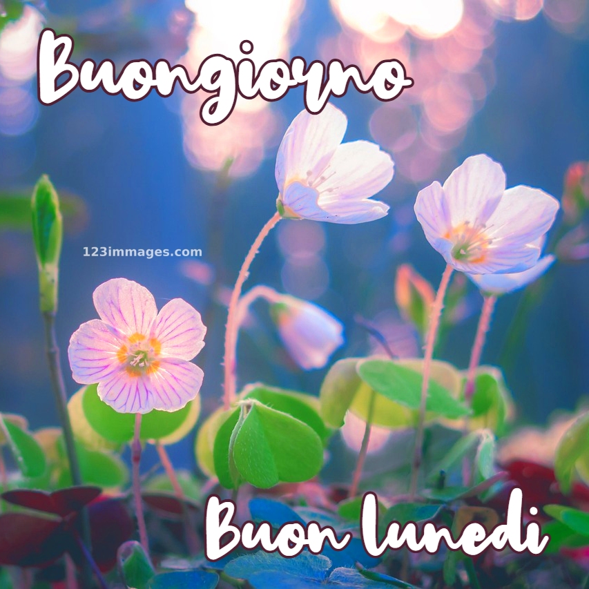 Buongiorno e Buon Lunedì nuove gratis 11 Immagini Di Buongiorno e Buon Lunedi 20 Buongiorno e Buon Lunedì nuove gratis